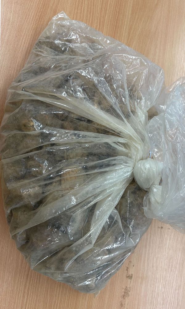 A large quantity of Kauri resin