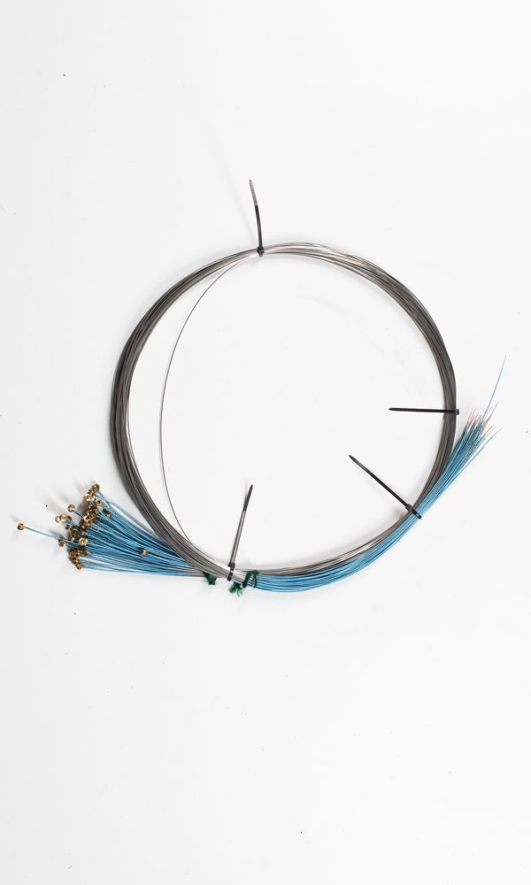 Fifty cello D strings