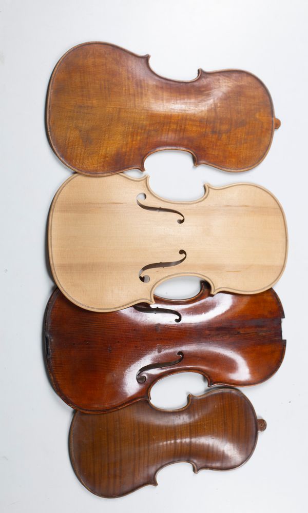 Eight violin backs, various sizes