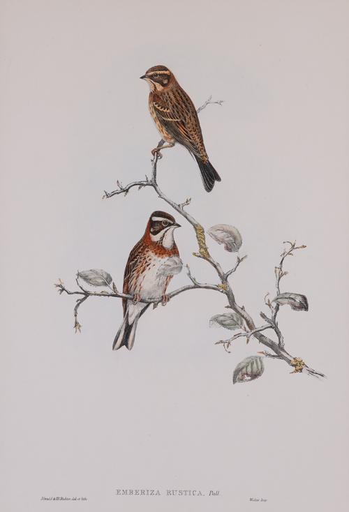 AFTER JOHN GOULD AND HENRY CONSTANTINE RICHTER (12)