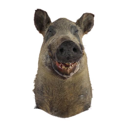 TAXIDERMY: A STAG HEAD TROPHY AND A BOAR HEAD TROPHY (2)