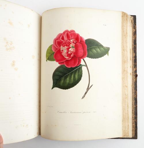 BERLESE, Abbé Laurent (1784-1863). Iconographie du Genre Caméllia, Paris, 1843, vol. III only (of 3), folio, 74 hand-coloured plates only (of 100, some spotting and browning), calf-backed boards. Sold as a collection of plates, not subject to return.