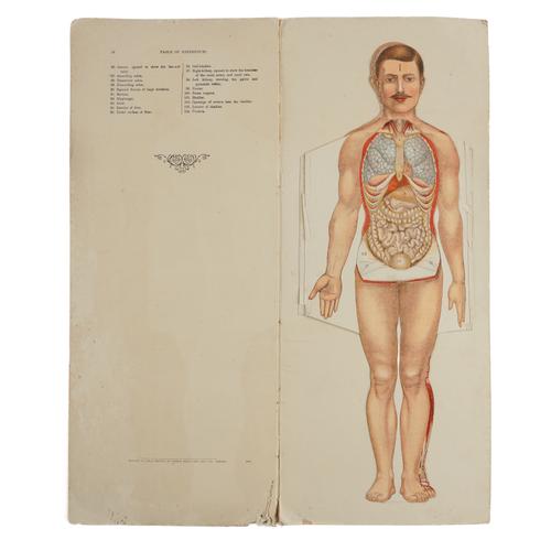 FURNEAUX, William (1855-1940). Philips' Popular Mannikin or Model of the Human Body, London, [c.1930], very tall folio, chromolithographed figures, original cloth-backed pictorial boards (stained and rubbed).