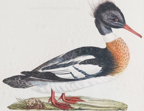 AFTER JAN CHRISTIAEN SEPP (2)