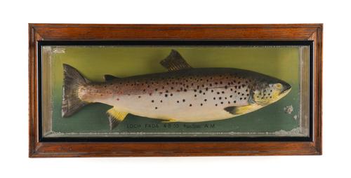 JOHN MACPHERSON TAXIDERMIST: A CASED SCOTTISH SALMON