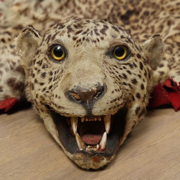 TAXIDERMY INTEREST: AN INDIAN LEOPARD SKIN RUG