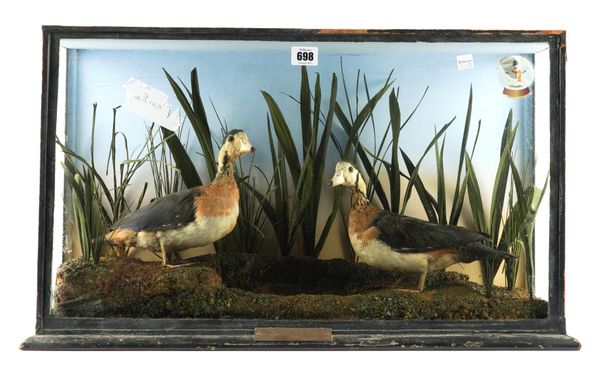 OF TAXIDERMY INTEREST: A CASED PAIR OF MADAGASCAN GEESE DATED 1926