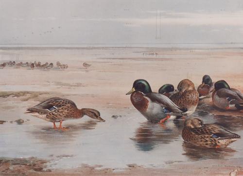 ARCHIBALD THORBURN (BRITISH, 1860-1935) (5)
