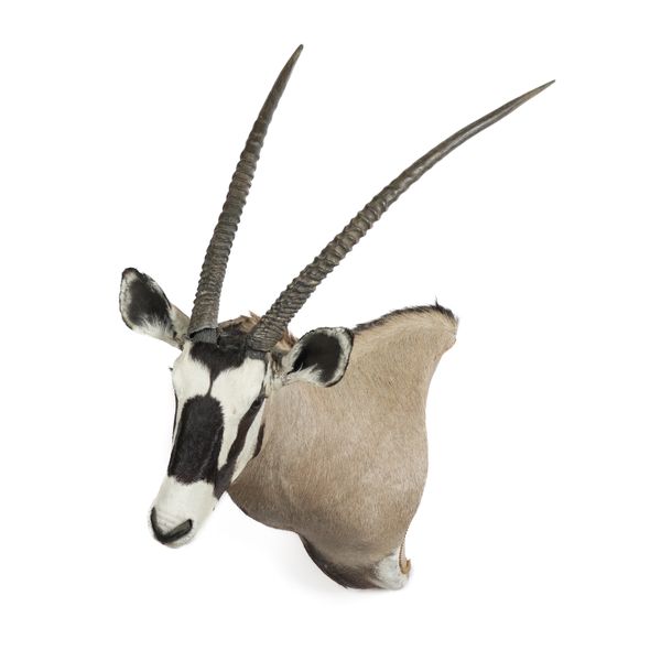 TAXIDERMY: AN UNMOUNTED GEMSBOK HEAD