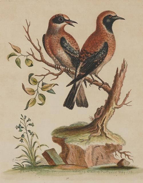 AFTER GEORGE EDWARDS (2)