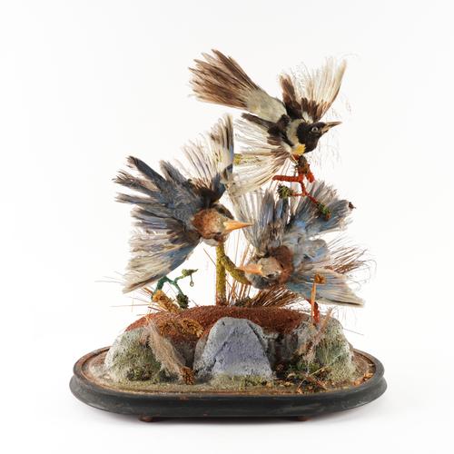 A VICTORIAN TAXIDERMY EXOTIC BIRD DISPLAY