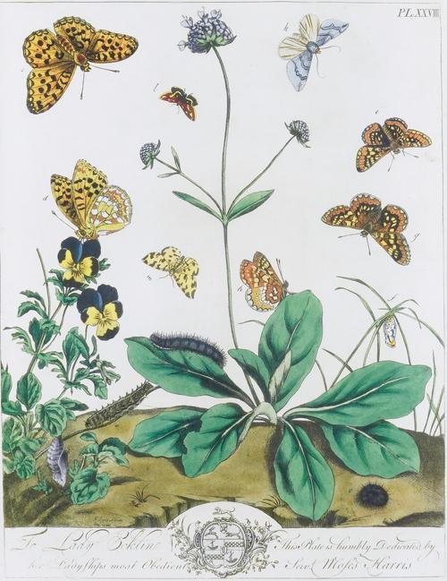 AFTER MOSES HARRIS (3)