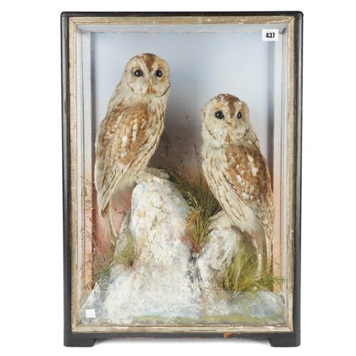 JAMES HUTCHINGS OF ABERYSTWYTH (1860-1942), TAXIDERMY: A PAIR OF TAWNY OWLS