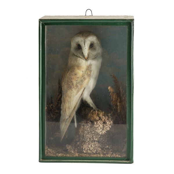 A TAXIDERMY BARN OWL IN NATURALISTIC SETTING, CASED