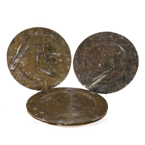 FOUR LARGE OLIVE COLOURED FOSSIL PLATTERS WITH ORTHOCERAS AND GONIATITE INCLUSIONS (4)