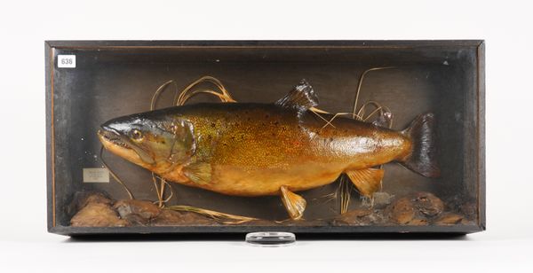 AN EDWARDIAN TAXIDERMY BROWN TROUT