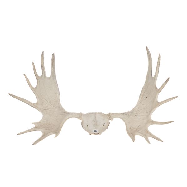 A PAIR OF BLEACHED MOOSE ANTLERS