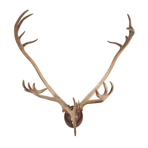 A PAIR OF REINDEER ANTLERS