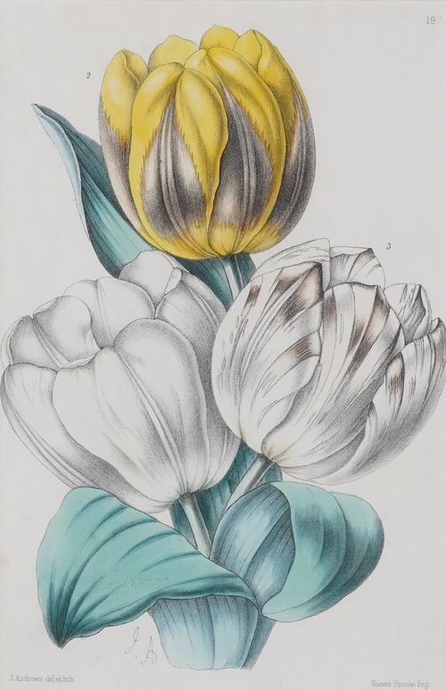 J. ANDREWS AND VINCENT BROOKES (12)