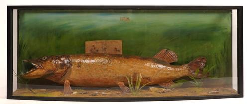 TAXIDERMY: A LARGE CASED PIKE