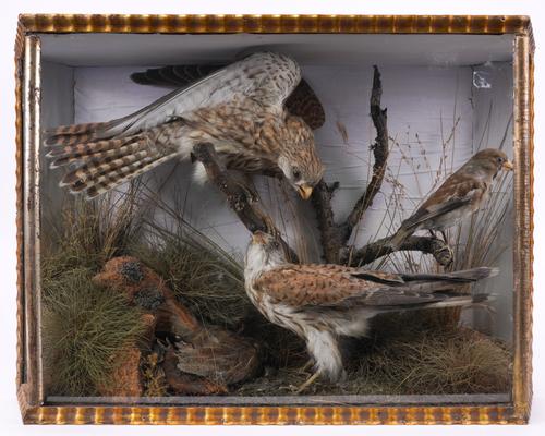 TAXIDERMY: CASED PAIR OF KESTRELS AND A FINCH