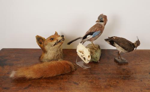 TAXIDERMY: A FOX HEAD, A TAIL, A JAY BIRD AND ANOTHER (POSSIBLY A LAPWING); TOGETHER WITH A BADGER SKULL (5)