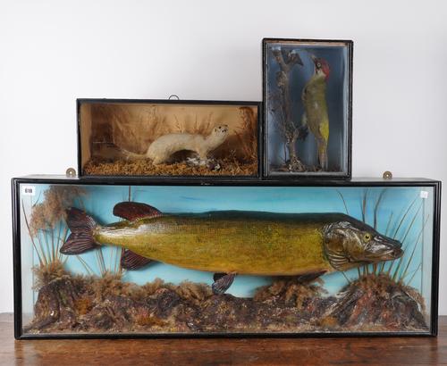 TAXIDERMY: A CASED PIKE, A GREEN WOODPECKER AND A STOAT (3)