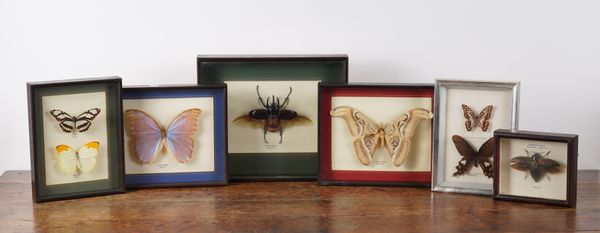 A GROUP OF FRAMED INSECT SPECIMENTS (9)