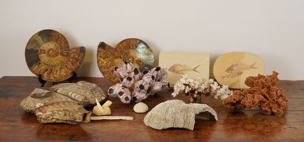 A COLLECTION OF ASSORTED CORALS AND FOSSILS (QTY)