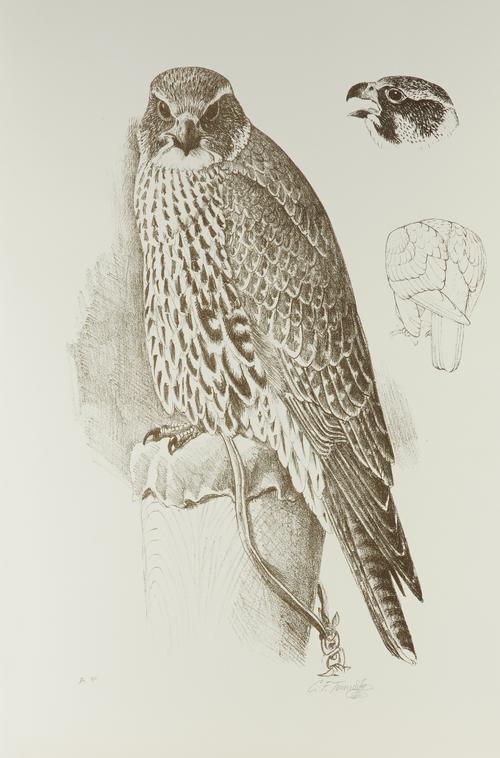 CHARLES FREDERICK TUNNICLIFFE (BRITISH, 1901-1979) (10)