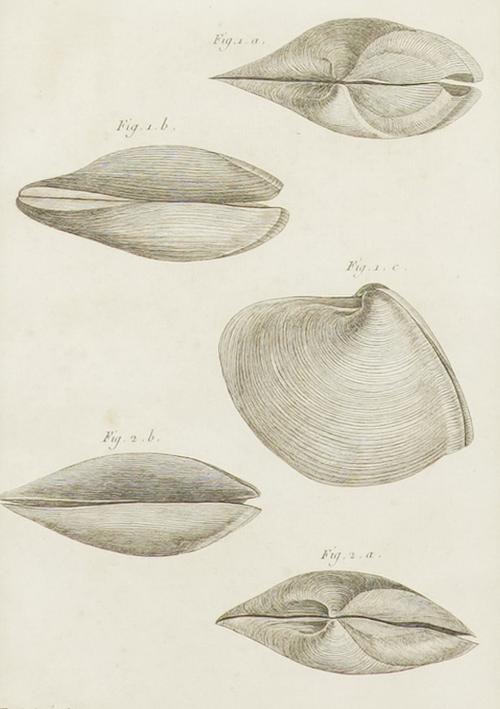 HENRI JOSEPH REDOUTÉ (BELGIAN, 1766-1852) (8)