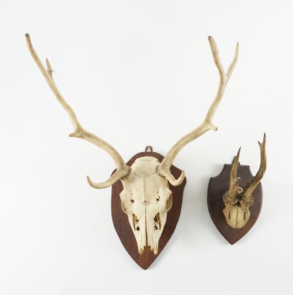 TAXIDERMY: A FALLOW DEER TROPHY (2)