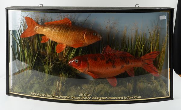 TAXIDERMY: TWO KOI CARP IN CASE