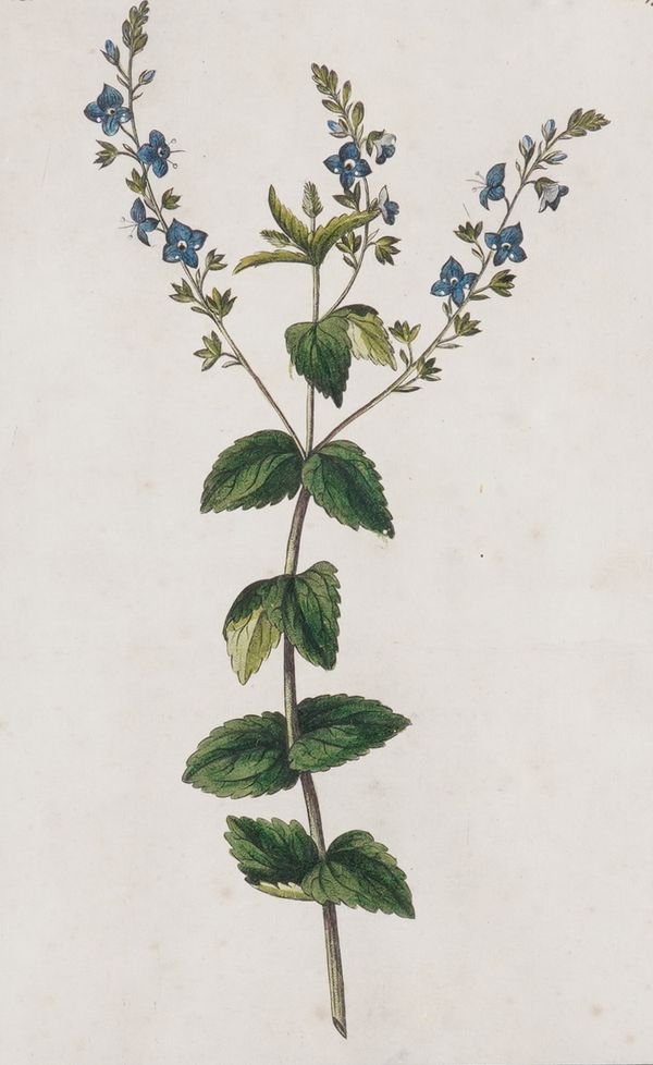 A PAIR OF ENGRAVINGS OF VERONICA PLANTS (2)