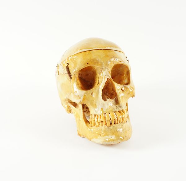 A HUMAN SKULL FOR MEDICAL STUDY