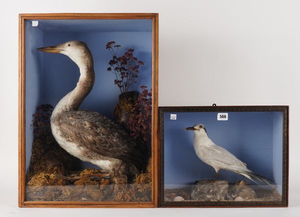 TAXIDERMY: A RED NECKED GREBE AND A TERN (2)