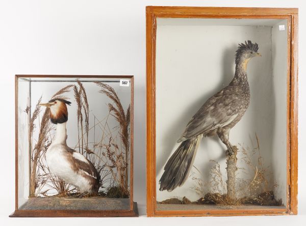 TAXIDERMY: A CRESTED GREBE AND AN EXOTIC SOUTH AMERICAN BIRD  (2)