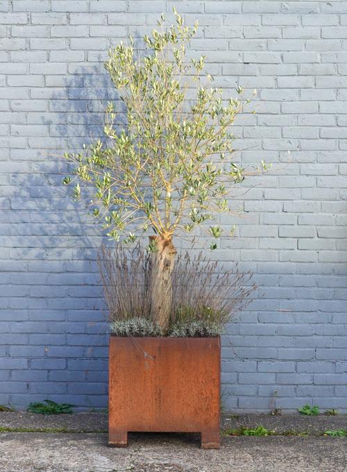 A CORTEN STEEL SQUARE JARDINIERE PLANTED WITH AN OLIVE TREE AND LAVENDER