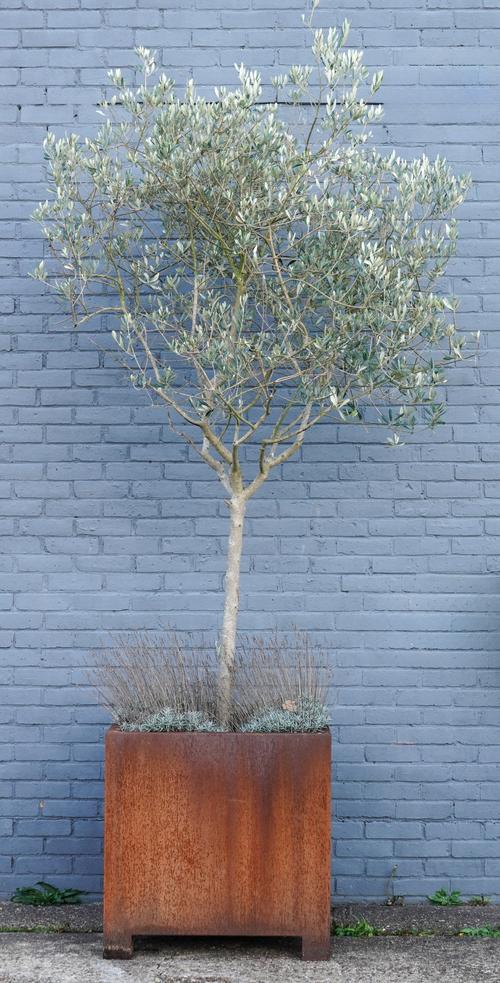 A CORTEN STEEL  SQUARE JARDINIERE PLANTED WITH AN OLIVE TREE AND LAVENDER