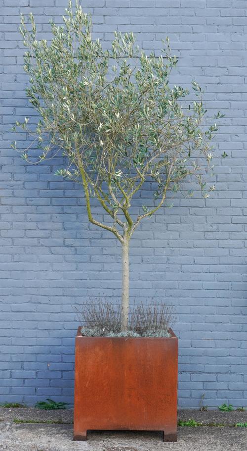 A CORTEN STEEL SQUARE JARDINIERE PLANTED WITH AN OLIVE TREE AND LAVENDER