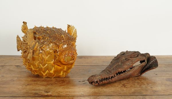 A TAXIDERMY PUFFER FISH AND AN ALLIGATOR HEAD (2)