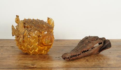 A TAXIDERMY PUFFER FISH AND AN ALLIGATOR HEAD (2)
