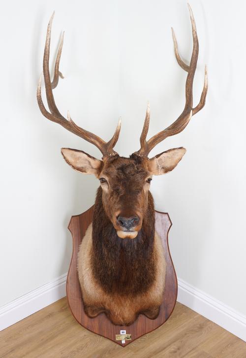 TAXIDERMY TROPHY: A LARGE NORTH AMERICAN ELK HEAD
