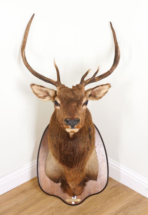 TAXIDERMY TROPHY: A NORTH AMERICAN ELK HEAD