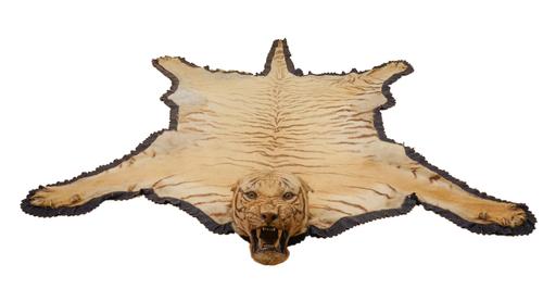 TAXIDERMY: AN INDIAN TIGER SKIN
