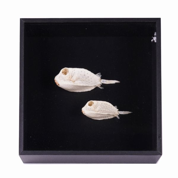 TWO MUMMIFIED FISH IN DISLAY FRAME