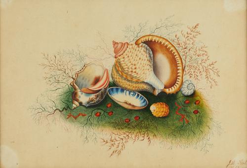 J*** H*** STEHILL (19TH CENTURY)