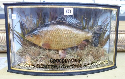 Taxidermy; A Crucian Carp, mounted against a naturalistic ground in a bowfront glazed case, gilt lettered 'Crucian Carp caught by D.Smyth, River Ouse,