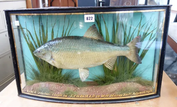 Taxidermy; J Cooper & Sons, a Roach, mounted against a naturalistic ground in a bowfront glazed case, gilt letterd 'Roach 2lbs 6ozs caught by T.Chandl