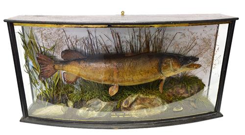 Taxidermy; A stuffed Pike, mounted against a naturalistic ground in a bowfront glazed case, gilt lettered 'Pike caught by J.Ryall, March 1922, weight